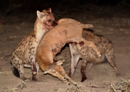 when Hyenas came in force…