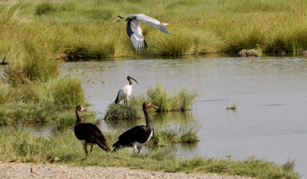 Wg geese-Sac. ibis-Grey heron