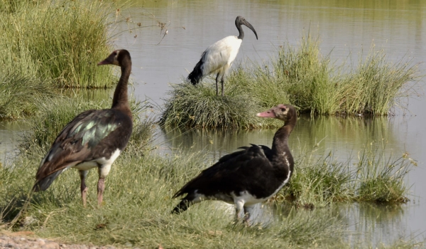 spur-winged geese-sacred ibis