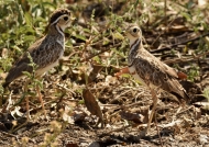 Three-banded Coursers – cple