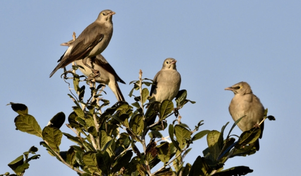Wattled Starling-non br m & f