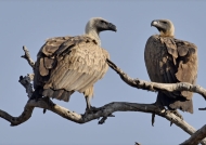 White-backed Vultures…
