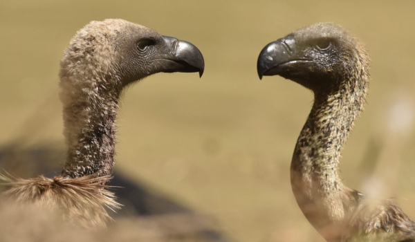 White-backed Vultures