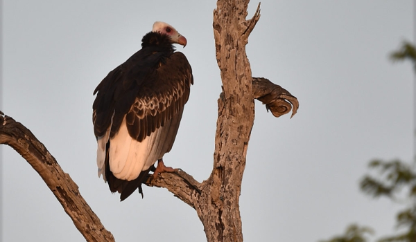 White-headed Vulture-adult f.