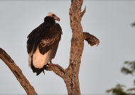 White-headed Vulture-adult f.