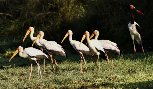 Yellow & Saddle-billed Storks