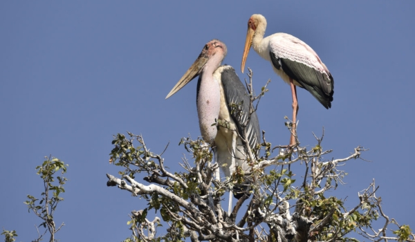 Marabou & Yellow-b. Storks