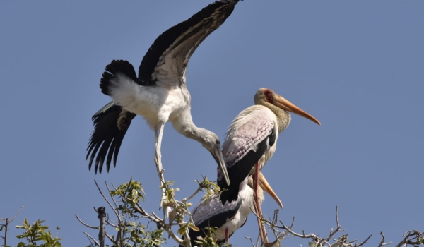 Yellow-billed Storks with juv.