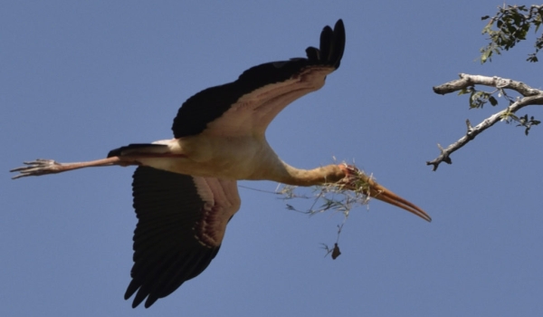 Y-b Stork & nesting material
