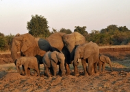 Elephant family at sunset