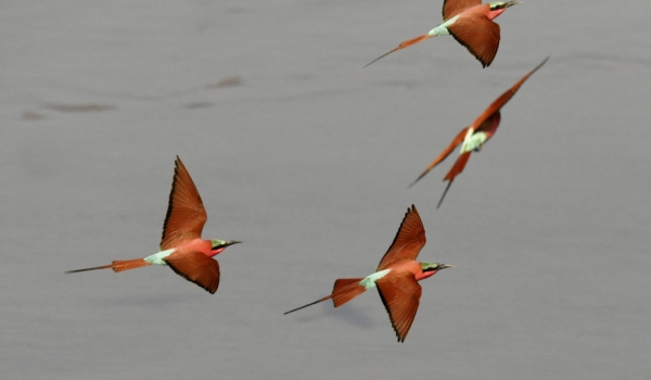 Southern Carmine Bee-eaters..