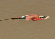Southern Carmine Bee-eater..