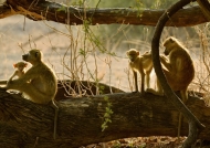 Family Yellow Baboons…