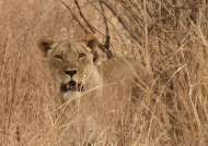 Lion f. hidden in the dry grass