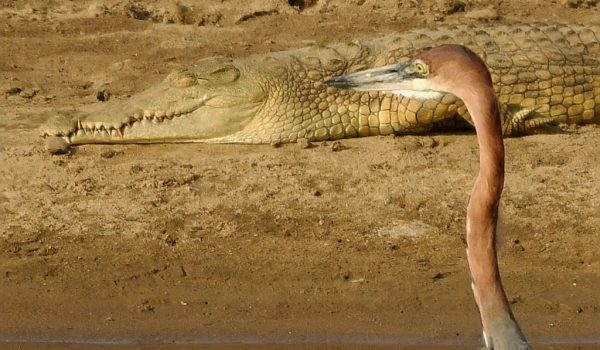 goliath heron – nile crocodile