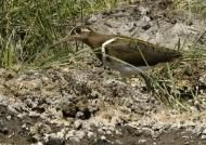 Greater Painted-snipe – female