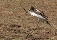 Saddle-billed Stork – juvenile