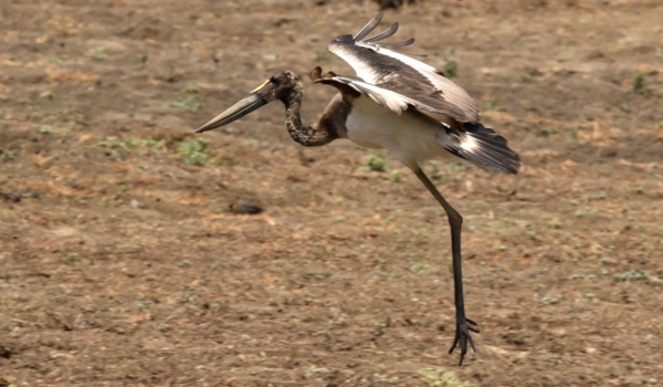 Saddle-billed Stork – juvenile