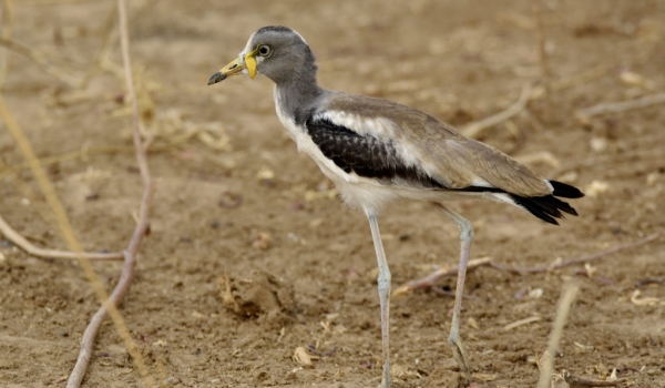 White-crowned Lapwing-baby