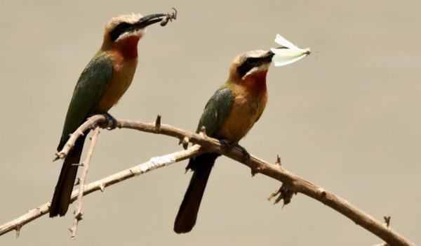 White-fronted Bee-eaters try…