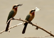 White-fronted Bee-eaters try…