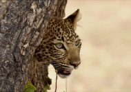 Female Leopard cub…