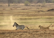 Happy end, Zebras escaped!
