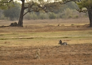 Lionesses hunting Zebra