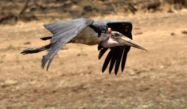 marabou stork flying to see a…