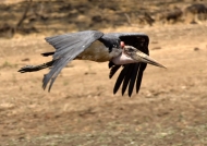 marabou stork flying to see a…