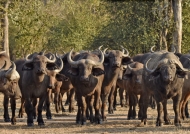 Buffaloes returning…