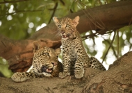 Zambia Nsefu – Female Leopards cub and adult
