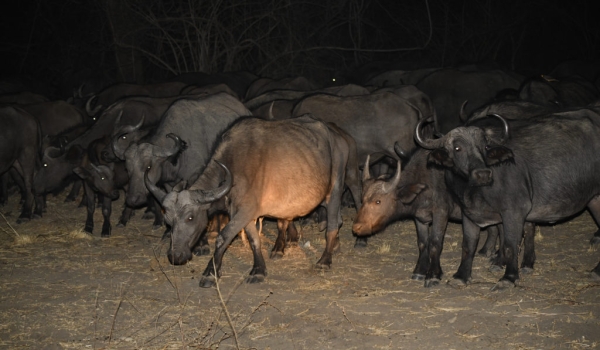Herd moving at night