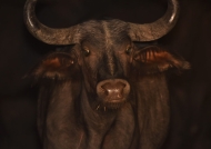 Cape Buffalo – night portrait