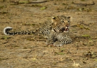 Female Leopard cub