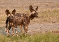 Wild Dogs with 2 heads!
