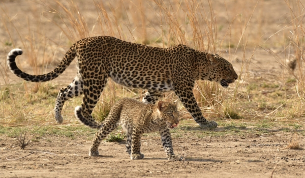 Mom with cub on the move