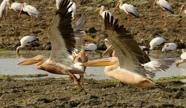 White Pelicans taking off