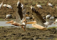 White Pelicans taking off