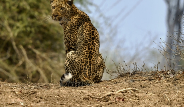 Leopard f. looking for a prey…