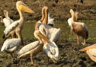 White Pelicans – grooming