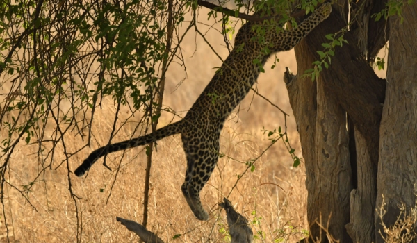 Female Leopard in action