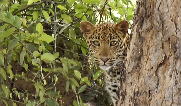 Male Leopard hidden…