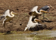 white pelicans-marabou stork