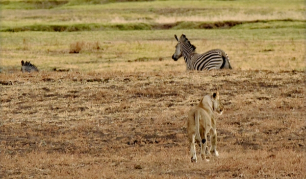 The Zebra did not see her…