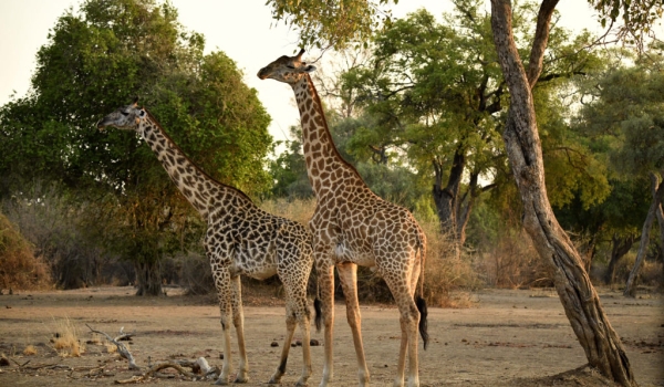 Thornicroft’s Giraffes…