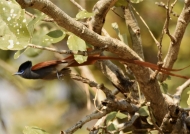 African Paradise-flycatcher-m.