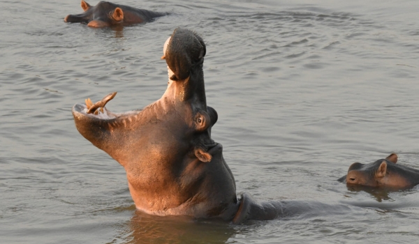 Hippo yawning at sunset…