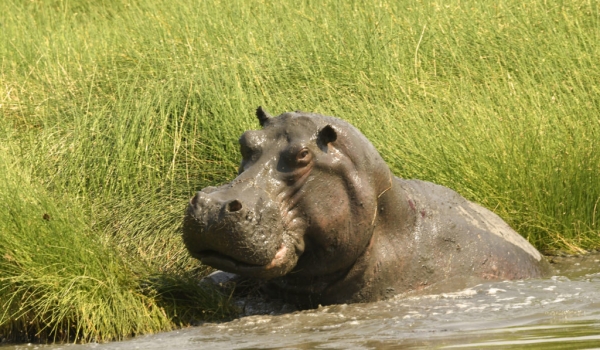 Hippo enjoying his pool