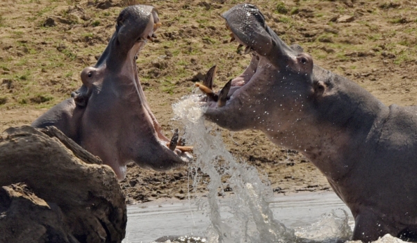 Dominant Hippo on the left